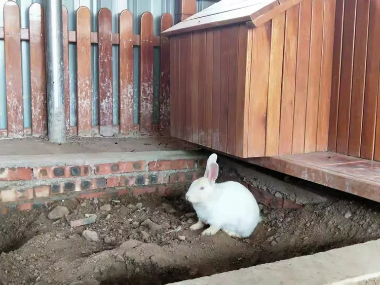 【阿旗二幼课程故事】——“兔兔乐园”