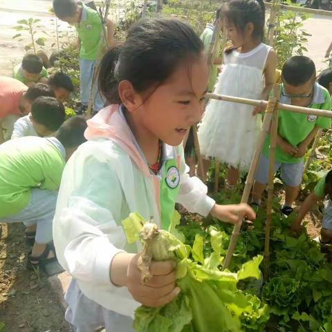 ❤众兴实验小学幼儿园 ❤             ——🎉大三班生菜的“旅途”