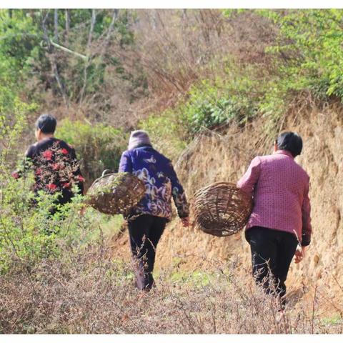 4.5和邻居们一起去山上捡地软