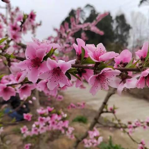 【中国联苑】第99‖临屏联趣‖2023.04.1.初临四月愚人节，正值清明谷雨天