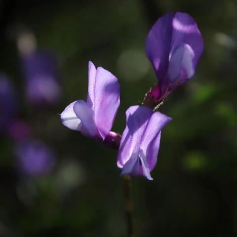 野豌豆花