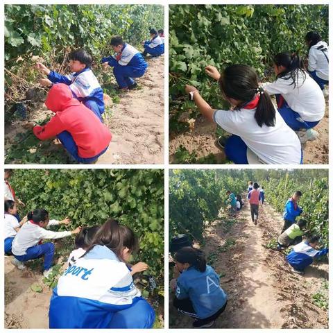 美丽二十五小学——“户外阅读大课堂，葡萄基地劳动课”研学实践活动