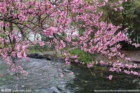 【灞桥教育】“停课不停学” 灞桥区灞桥镇小学低语组线上教研活动