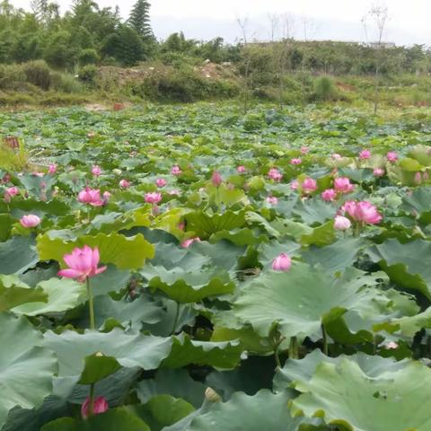 端午节赏花