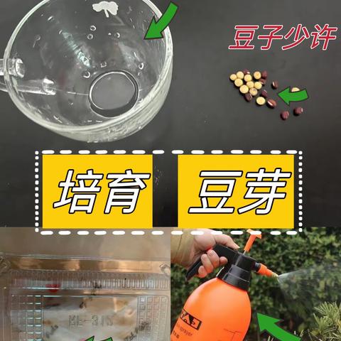 实验课堂🧫《种子发芽》🌱