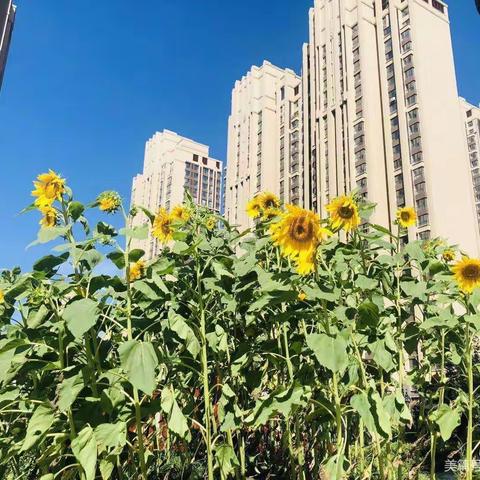 卓睿会展幼儿园🌸中四班《向阳花开，喜悦收获》主题活动