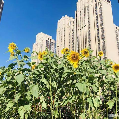 卓睿会展幼儿园🌸大四班《向阳花开，喜悦收获》主题活动