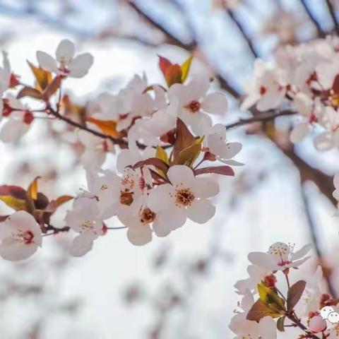 惟有师心终不悔  点点滴滴育花开——兴平市初级中学“优学风”活动侧记