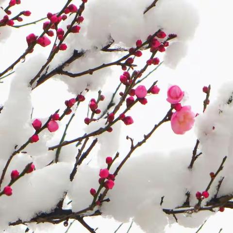 梅花欢喜漫天雪         千树万树梨花开