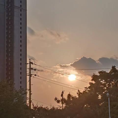 夕阳红