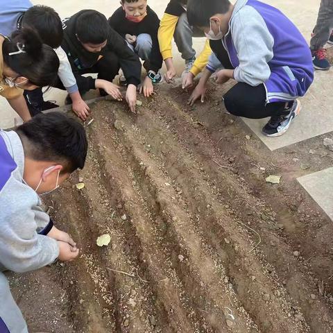 享劳动之乐，悟劳动之美——满城区第三实验小学学生劳动实践活动掠影