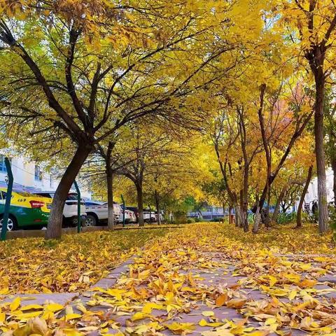 🍂秋天的那一抹金黄🍂