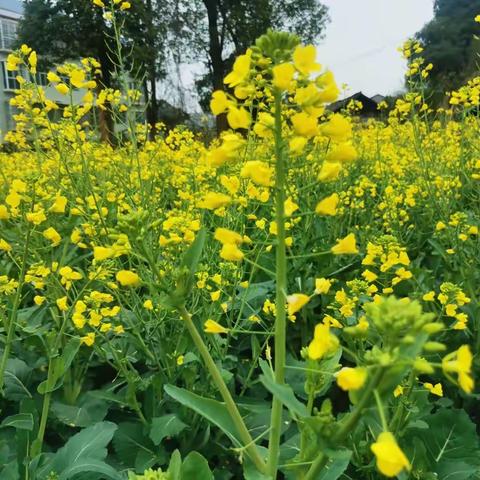 春暖花开～为你而来🤗小天使幼儿园油菜花探秘之旅🤩