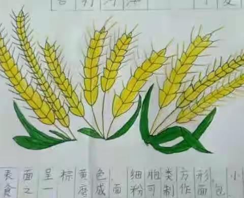 单县经济开发区实验小学二二级部“善行菏泽”——农作物