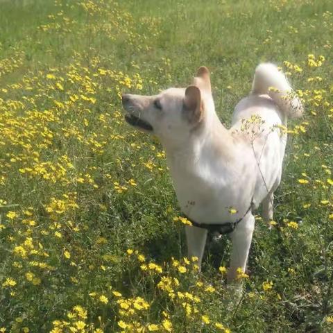 《哈里》（51）