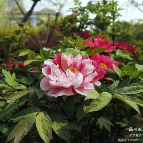 劳动实践活动——走进西山药库 传承中医药文化
