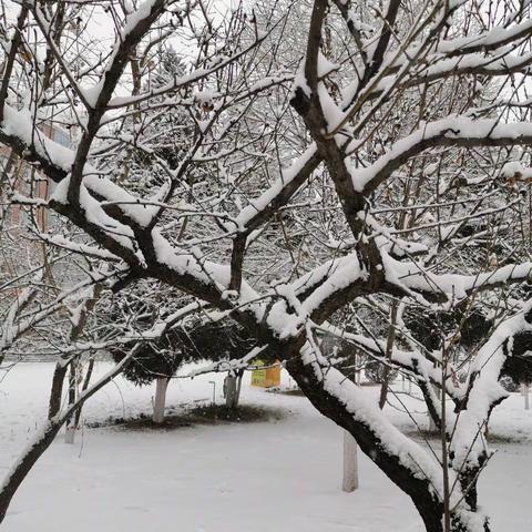 雪的热情