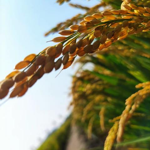 好生活  有“稻”理