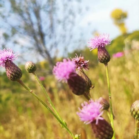花样视界～花样拍