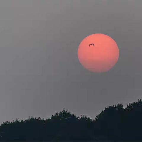 白色精灵—— 重量级“嘉宾”成群光临荆门屈家岭