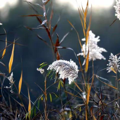 芦花与落叶共舞