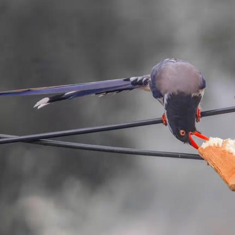 视觉观察：这个冬天很温暖，面包会有的