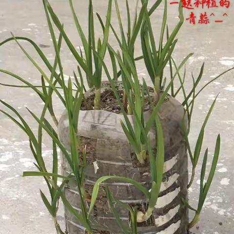 花朵班🌺