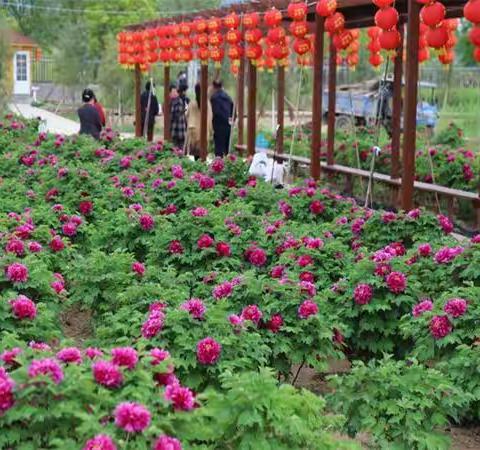牡丹花开动崤函 || 黄河艄公组诗