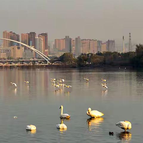 2022年宝宝看天鹅