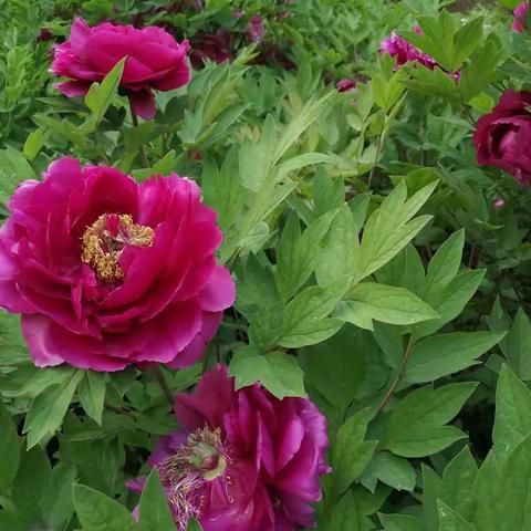 充满生机和活力的告成煤矿欢迎您—告成煤矿招工简章