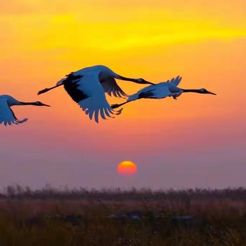 冬季到盐城来看鹤……（大美湿地水韵盐城系列之二）（副本）