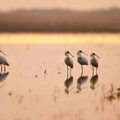 湿地天堂里的黑面舞者