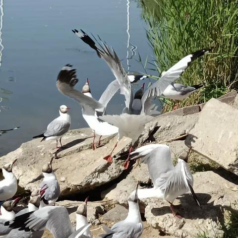 探寻可鲁可湖、翡翠湖