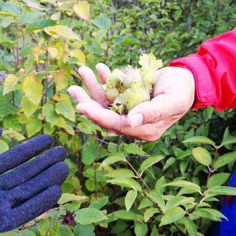 采摘榛子   行走草原