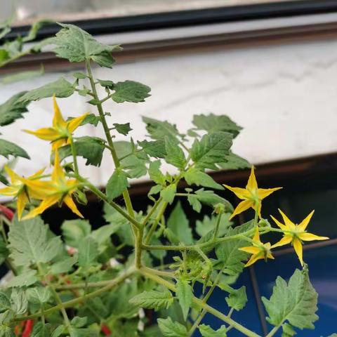 学校暑假作业西红柿种植