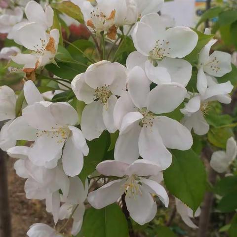 春已至，花已开，我们在期待。