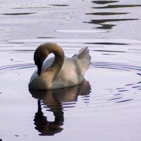 20180606动物园作品感悟1