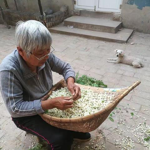 又是一年槐花香