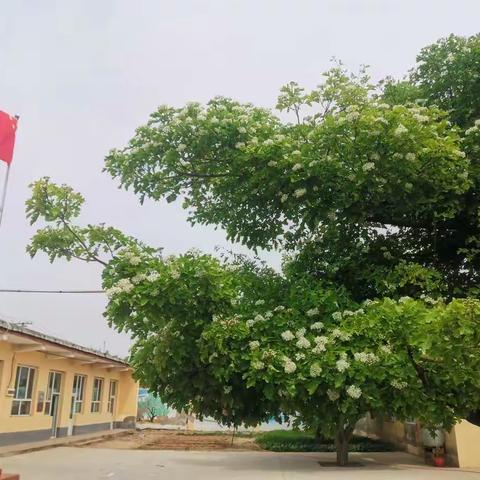 遨游书海  其乐无穷——野鸡铺小学诵读活动