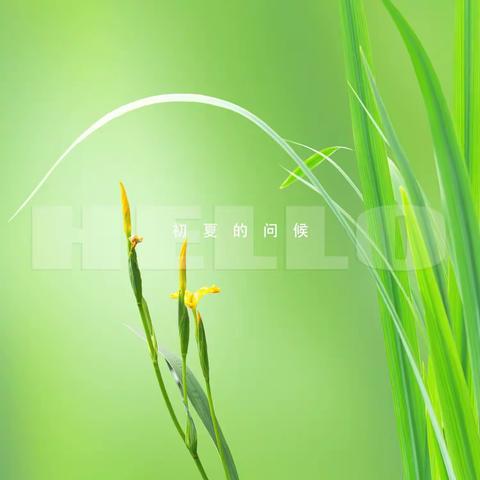 初夏的问候