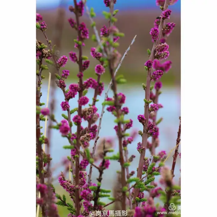 美丽的康巴玉树