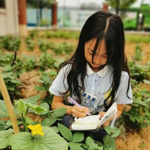 赏六月花，享采摘乐——记鹰潭市第一小学星河汇校区星河农场开花结果季（一）