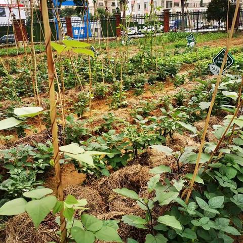 热爱自然科学，与植物共成长——记鹰潭市第一小学星河汇校区植物成长季