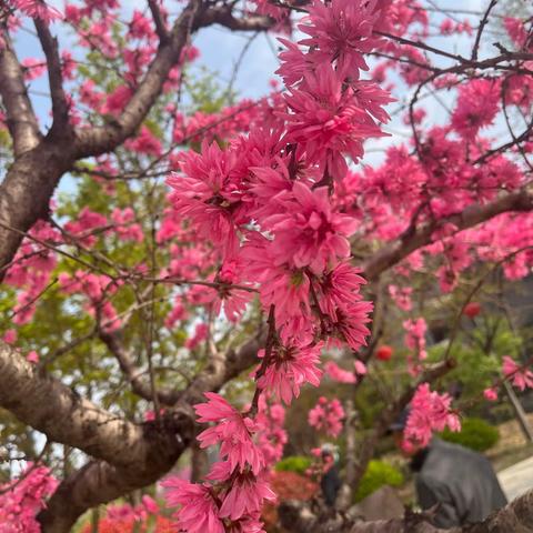 一花一草一世界，春暖花开，美好而来。