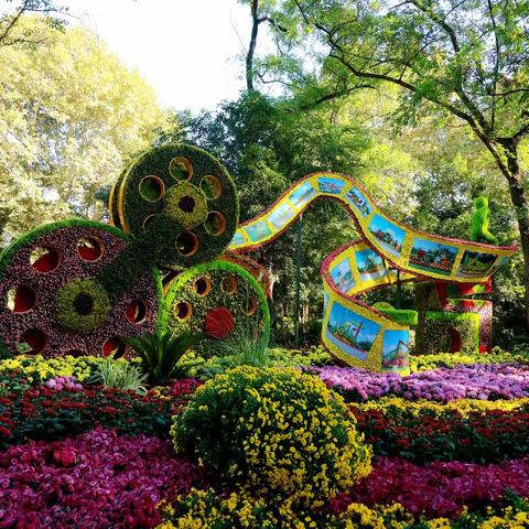 各地菊花聚锡惠