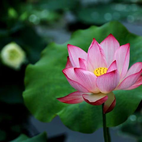 2022七月打卡圆明园荷花节