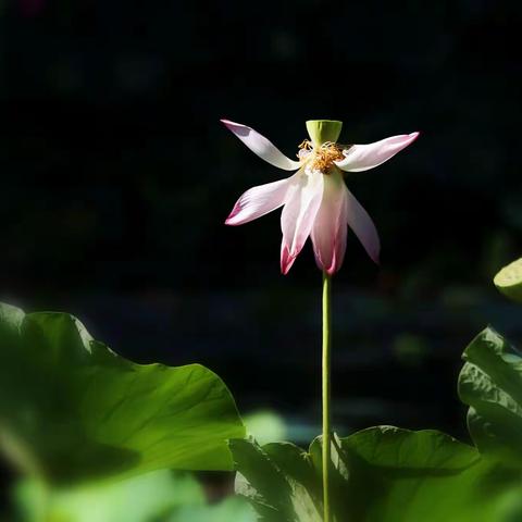 荷花残缺美