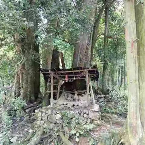 异乡情
