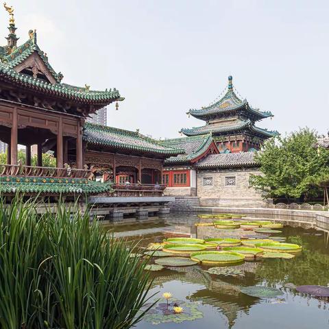莲花中的“巨无霸”：王莲