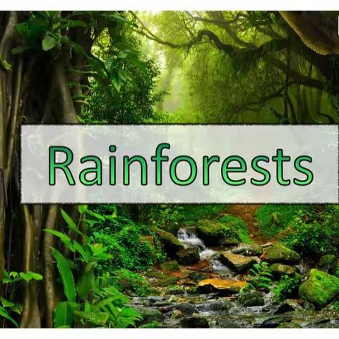 Rainforests Review